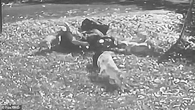Man Dies After Being Attacked By Pack Of Pitbulls