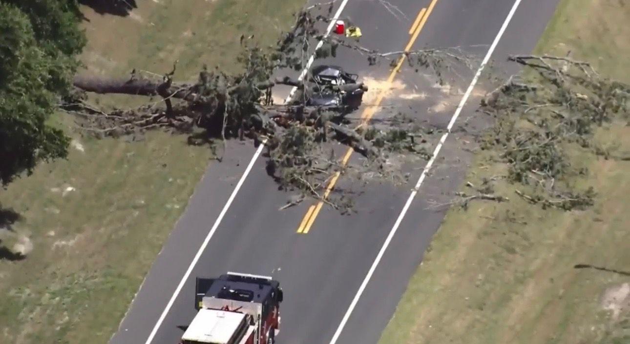 Driver Killed When Tree Falls, Crushes Car In Central Florida
