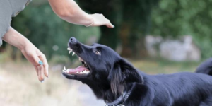 Dog Bites Woman, Neighbors Say Attack is Not the First